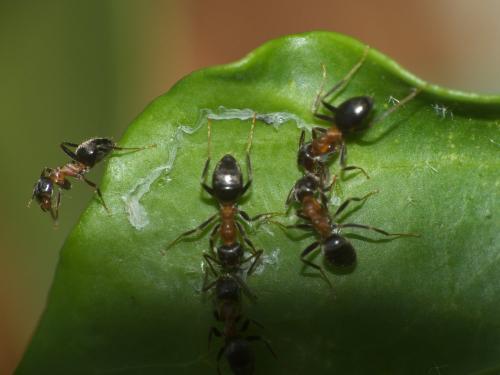 Lasius emarginatus